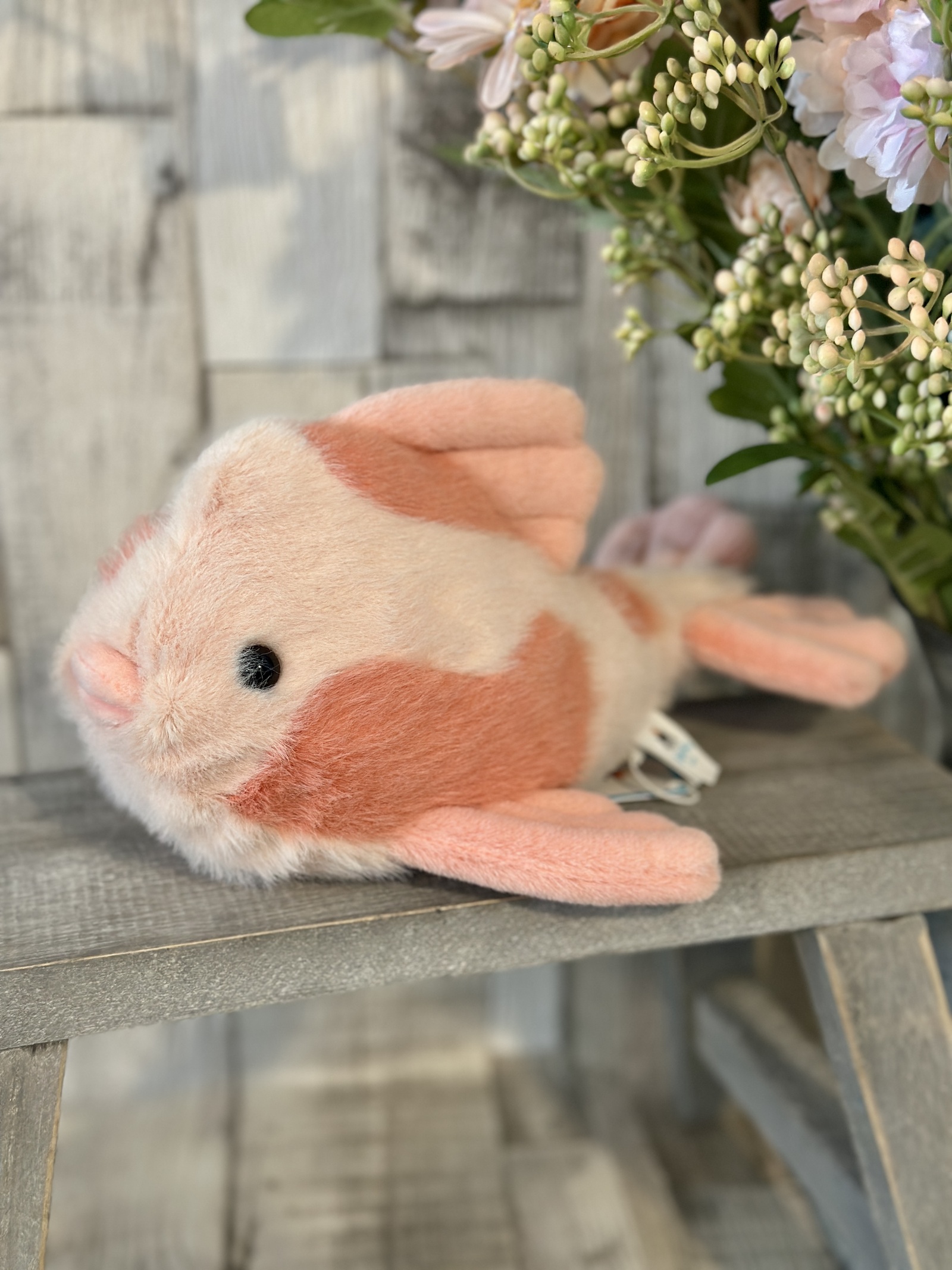Fancy Carp