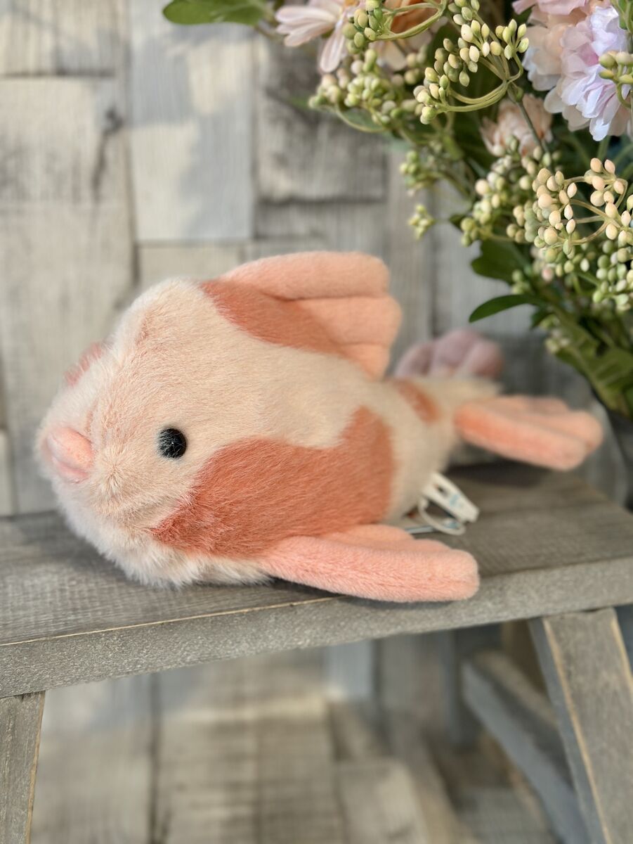 Fancy Carp