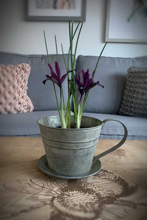 Metal Tea Cup Planter Large Shop So Sophie